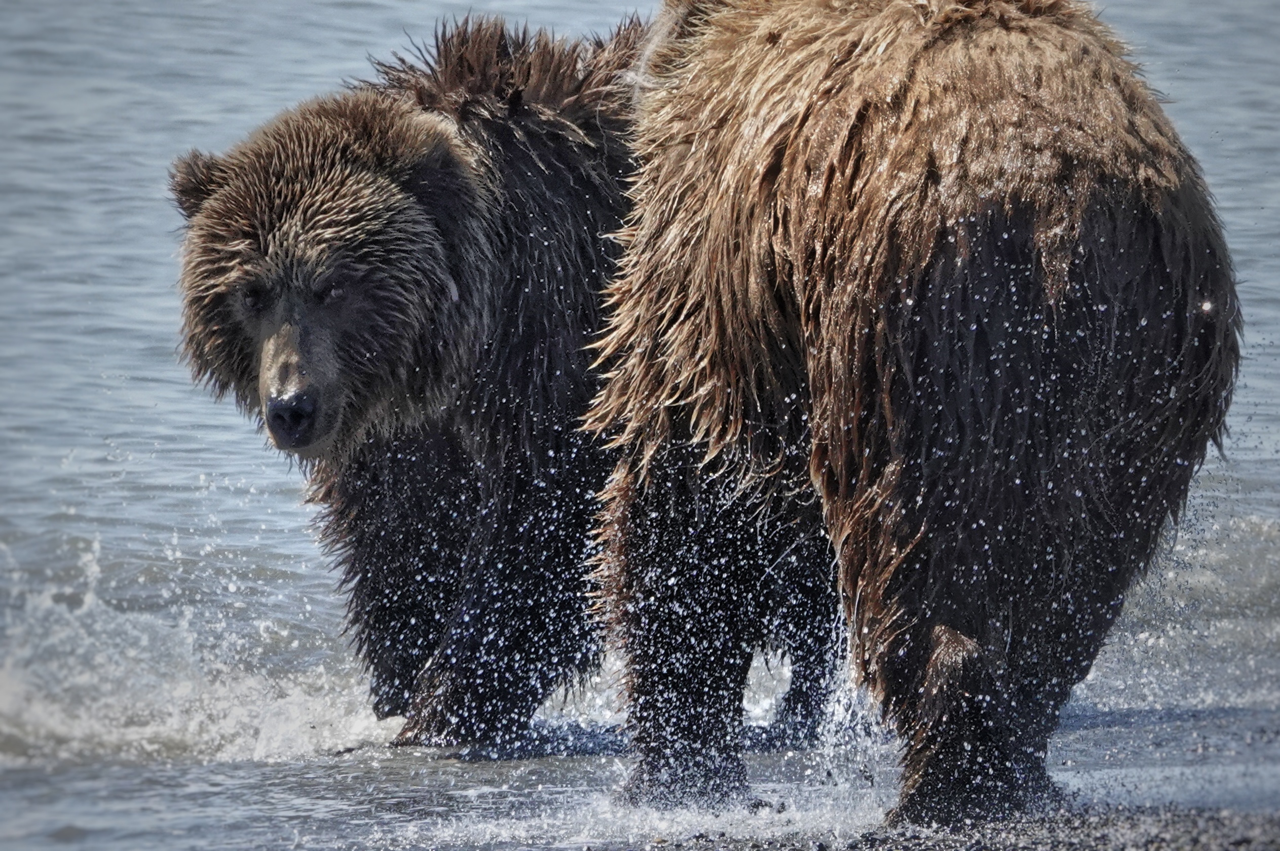 Deux grizzlys mouillés sur la plage